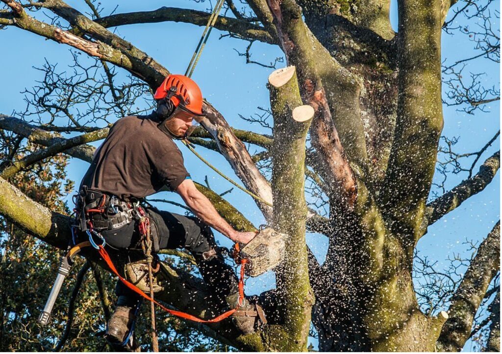 Baumpflege Baumschnitt Marl