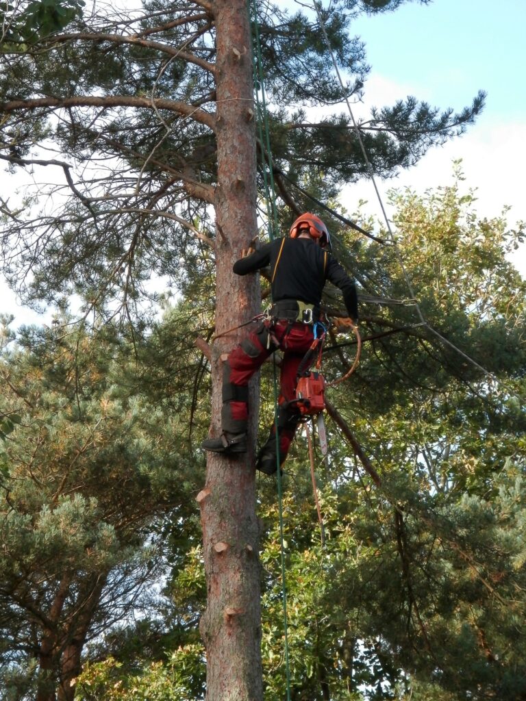 Baumschutz Marl